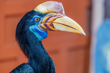 The closeup image of female The knobbed hornbill (Rhyticeros cassidix). It is a colourful hornbill native to Indonesia. The faunal symbol of South Sulawesi province. © Danny Ye