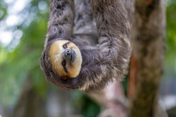 Fototapeta premium A Pale throated Sloth (Bradypus tridactylus) clings to a tree branch, displaying its shaggy fur and slow, deliberate movements.