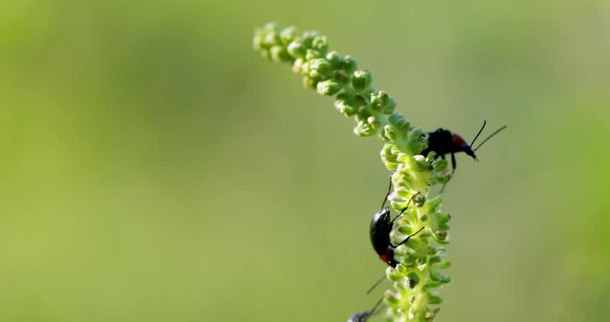 Black lovebugs mating on a green plant stem