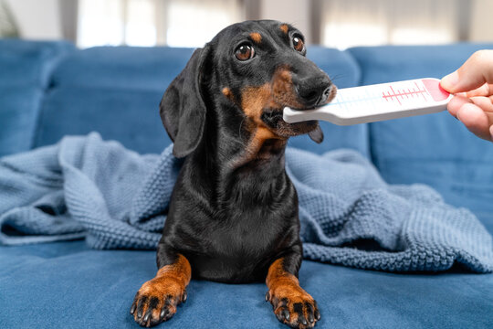 Sick dachshund dog holding a thermometer in its mouth while an owner hand checks its temperature on a blue couch at home