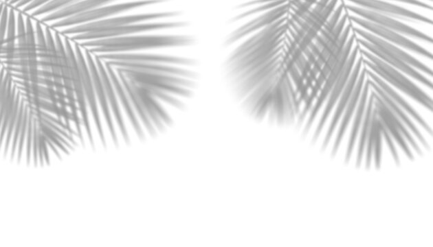 Transparent leaf shadow overlay png 