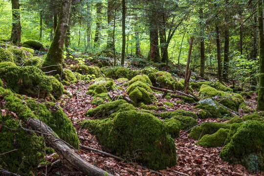 Mosses at the base of trees in the Jura massif forest near Pont-d'H&eacute;ry &ndash; France