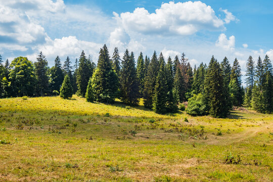 Pins et collines dans les montagnes du Jura, dans la commune de Les Fourgs, r&eacute;gion Bourgogne-Franche-Comt&eacute;, France