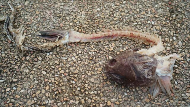 Close up of a dried fish skeleton lying on rough pavement near the Mediterranean coast in Antibes, France