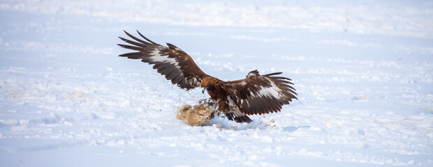 Fototapeta premium A large eagle caught a fox against a backdrop of snow. A bird of prey hunts its prey. A golden eagle sits in the snow, clinging to its prey. Falconry. A national tradition of Asia. Berkutchi,