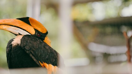 Close-up portrait of a colorful rhinoceros hornbill bird © suciramadhani