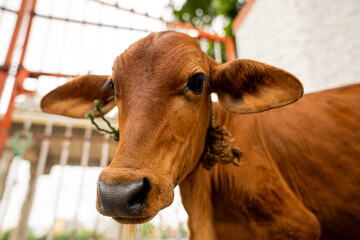 portrait of a cow © Hiraj