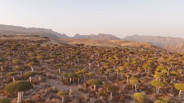 Socotra Island Aerial View, Dragon Blood Trees and Dramatic Yemeni Landscape, Unique UNESCO World Heritage Site