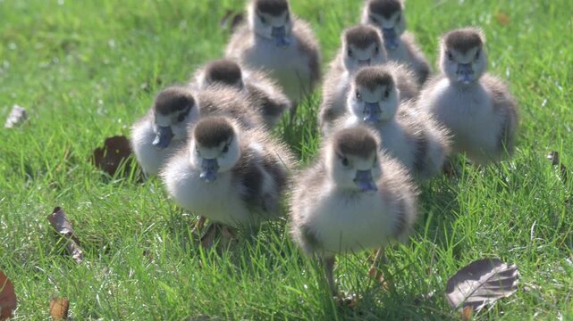 Egyptian Goose (Alopochen aegyptiaca) very young goslings walking towards the camera. May, Kent, UK [Slow motion x4]