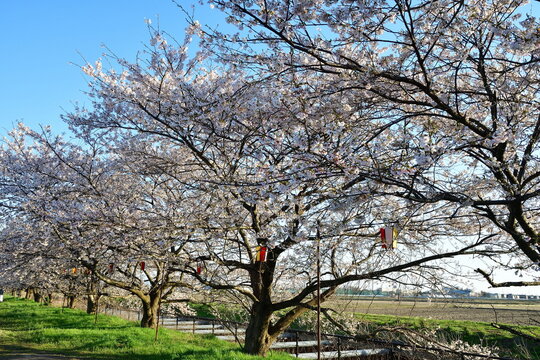 すご堀沿いに咲く桜並木（新潟県新潟市江南区）