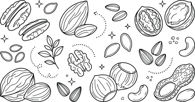 Nuts and Seeds Vector Icon Set featuring Almond Walnut Hazelnut Peanut Cashew Pumpkin and Sunflower Seeds for Culinary Designs