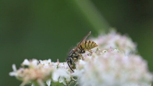 Common Wasp (Vespula vulgaris) coverd in pollen feeding on and pollinating flowers. July, Kent, UK [Slow motion x10]