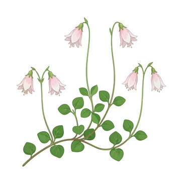 Twinflower Vector Illustration | Woodland Botanical Wildflower Artwork | Delicate Forest Floral Design