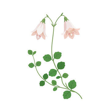 Twinflower Vector Illustration | Woodland Botanical Wildflower Artwork | Delicate Forest Floral Design