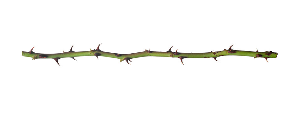 A branch with thorns isolated on a white background