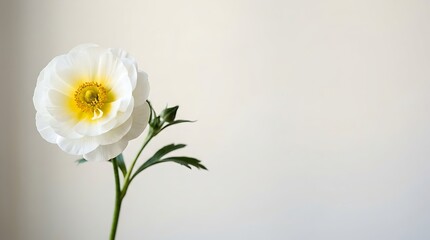 Obraz premium White Narcissus Flower Isolated on White Background with Fresh Green Leaves Elegant Spring Floral Blossom Close Up Botanical Nature Stock Photo