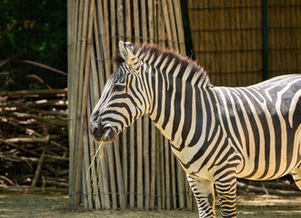 Beautiful profile portrait of plains zebra eating grass in zoo enclosure with bamboo fence background, wildlife conservation, exotic safari travel, tourism, and biodiversity awareness themes. © myschka79