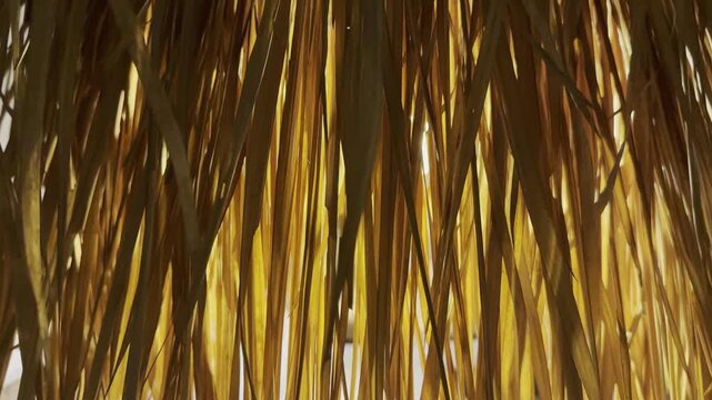 Warm lamp light shining through swaying dried palm leaves, creating a tropical textured background for resorts, hospitality, summer, wellness, and cinematic lifestyle projects.