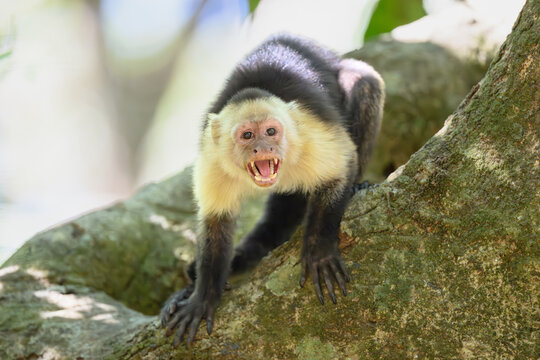 A Panamanian white-faced capuchin monkey (Cebus imitator) in a tree, showing its teeth in Costa Rica.