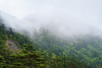 Obraz premium Dense clouds and mist cover the lush green forest mountains in the Shennongjia Forestry District of China during a quiet and peaceful day in the wilderness