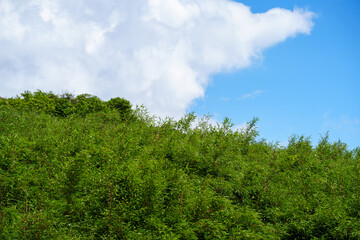 A view of green trees and lush vegetation growing on a mountain hillside in Shennongjia Forestry District China under a bright blue sky with white clouds © AS_SleepingPanda