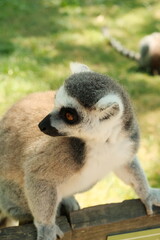 Fototapeta premium ring tailed lemur
