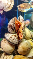 Obraz premium A cluster of clam shells stacked together in an aquarium setting
