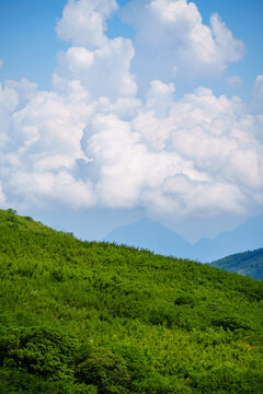 A scenic view of the lush green mountain slopes and rolling hills in the Shennongjia Forestry District of China under a bright blue sky with large white clouds