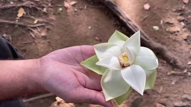 Close-up and side-view footage of a young boy holding a white lotus flower in his palm, representing stillness, purity, and mindful presence. Suitable for wellness, meditation, and spiritual content