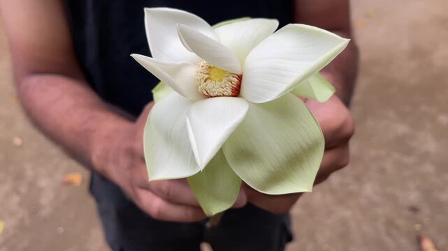 A young Asian boy gently blooms and holds a white lotus flower in his hands, symbolizing mindfulness, purity, and spiritual devotion. ideal for meditation, wellness, and Buddhist worship themes
