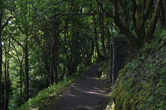 Pathway footpath through woodland walk in early Springtime