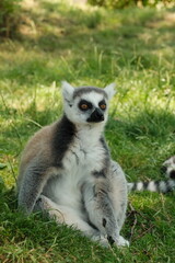 Fototapeta premium ring tailed lemur catta