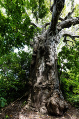 Fototapeta premium 300 letni baobab na Zanzibarze Tanzania