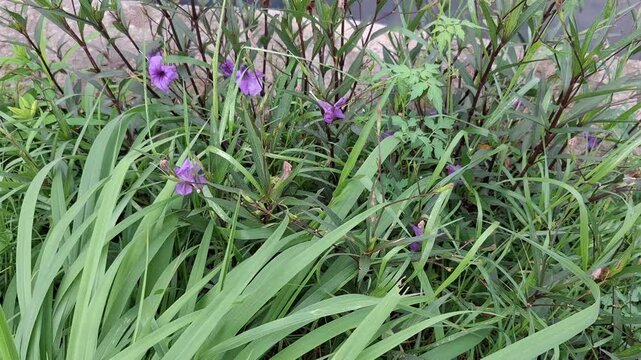 Mexican Petunia blooms in a green bush  &mdash; purple Ruellia wild among long leaves and dense foliage. Perfect for tropical botany, garden landscaping, and summer flora edits