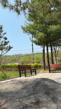 Empty park benches under pine trees on sunny day, vertical video