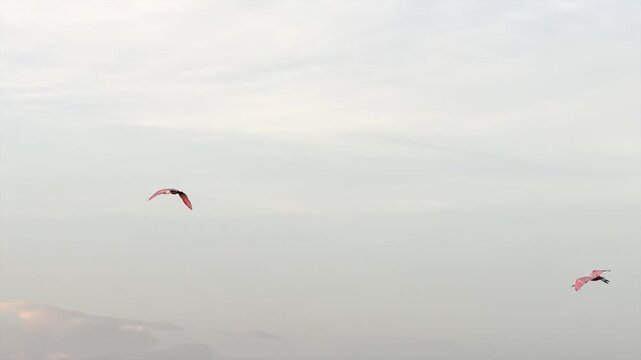 flock of roseate spoonbills flying and feeding in coastal lagoon