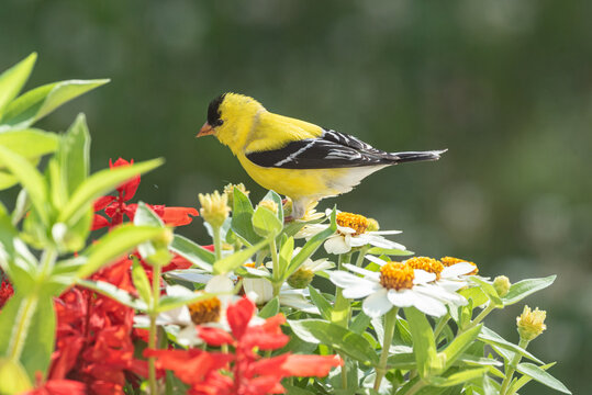 Goldfinch bird perched on top of colorful zinnia flowers in garden