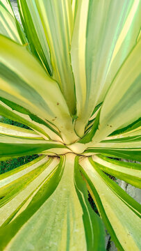 Furcraea foetida or variegate plant is known for its wide, long, thornless leaves with a striking yellow-green pattern