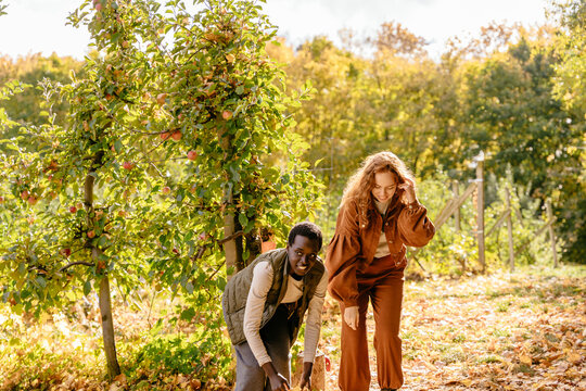 Joyful multiracial female friends picking fallen leaves during golden autumn orchard visit