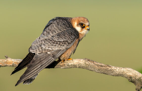 Red-footed falcon ( Falco vespertinus ) close up - female