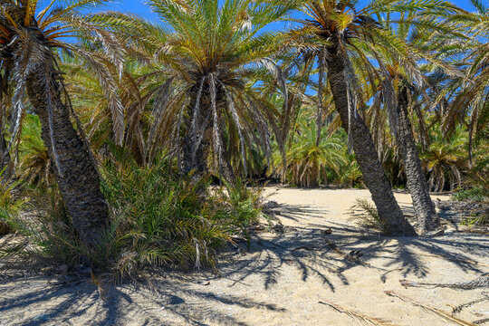 Beautiful palm trees forest and blue sky