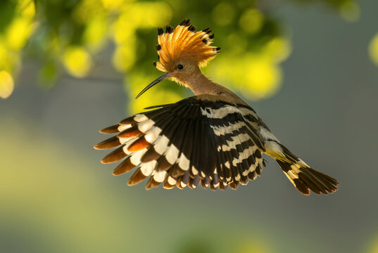 Eurasian hoopoe bird in early morning light ( Upupa epops )