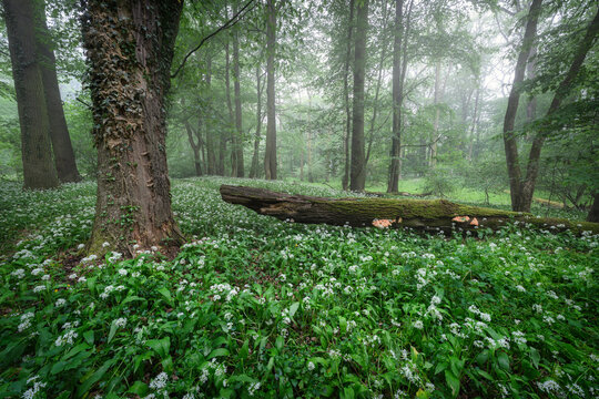 Beautiful morning in forest full of blossoming wild garlic
