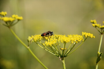 bee on yellow flower © Ivan