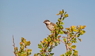 A Sombre Tit (Poecile lugubris) perched on a wild yellow hawthorn tree. © selim