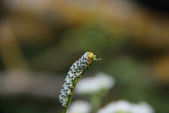 caterpillar on a leaf