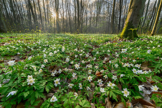 Spring forest full of white anemone flowers