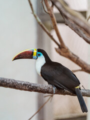 BIRD © Syam