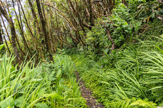 Hiking trail on the island of Faial in Praia do Norte Azores, Portugal
