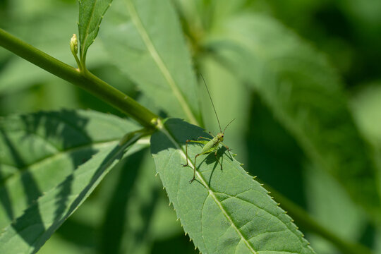 Green bush cricket nymph on a sunlit leaf
